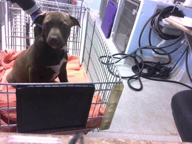 HERSHEY - Labrador Retriever available for adoption