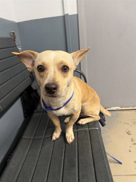 BUTTER - Chihuahua available for adoption