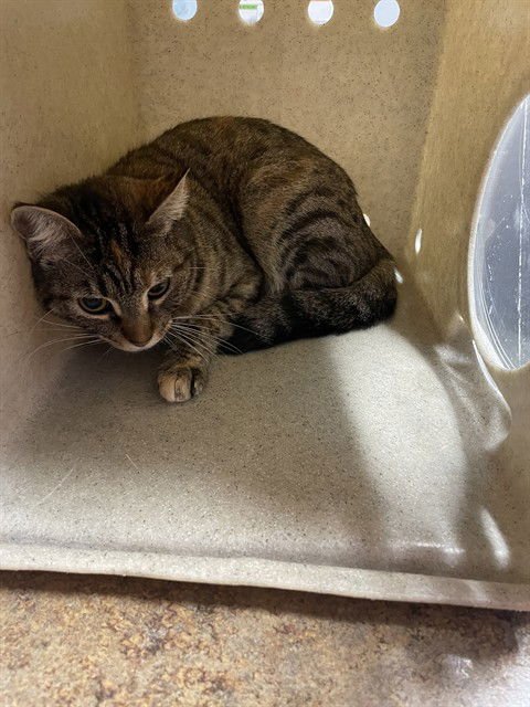 CHEESECAKE - Domestic Short Hair available for adoption