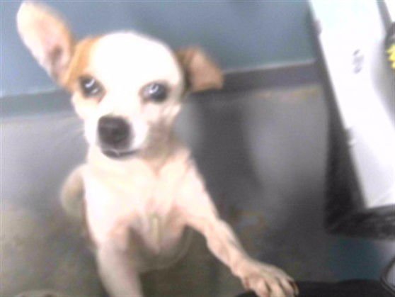 DREAM - Jack Russell Terrier (Parson Russell Terrier) available for adoption