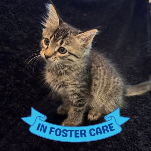 CLOVE - Domestic Short Hair available for adoption