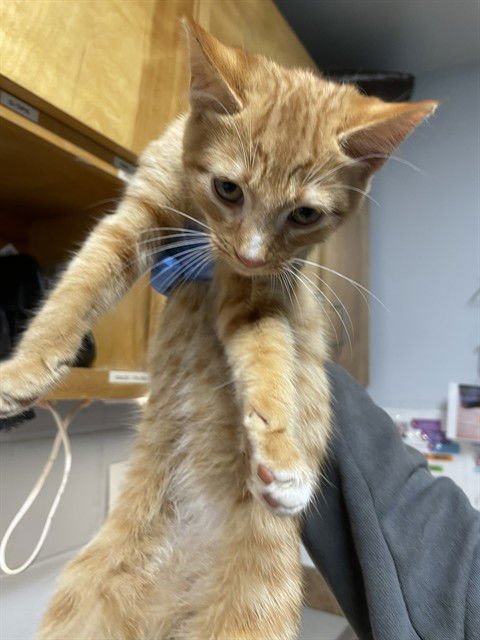 DUD - Domestic Short Hair available for adoption