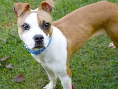 ALVIN - Boxer / American Staffordshire Terrier available for adoption