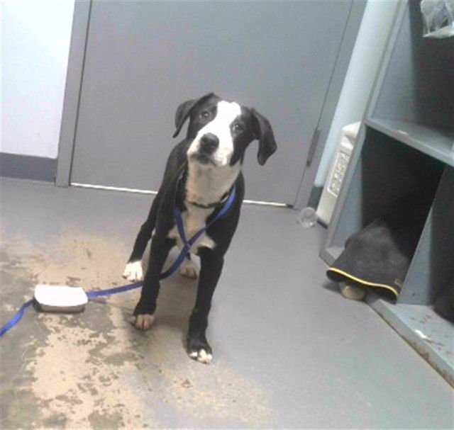 TOBY - Labrador Retriever available for adoption