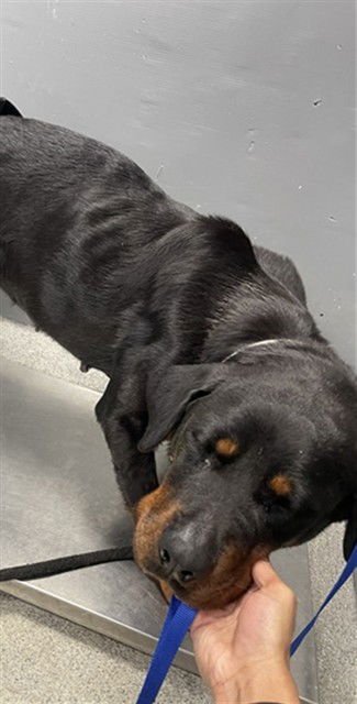 GRACE - Rottweiler available for adoption