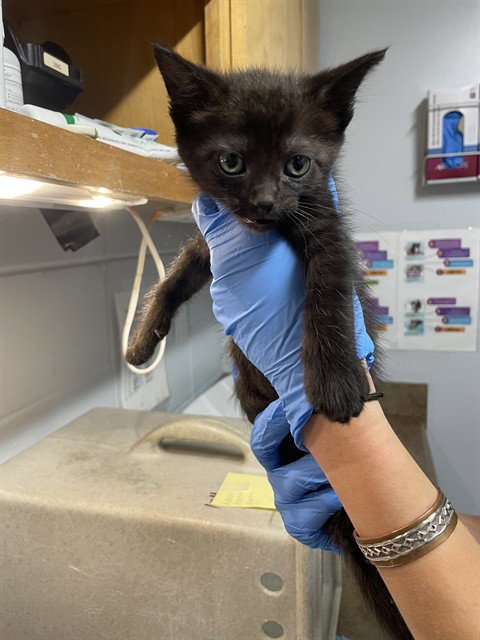 GHOST - Domestic Medium Hair available for adoption