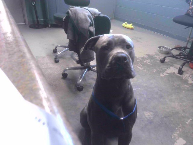 CURTIS - Great Dane / American Bulldog available for adoption