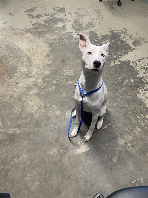 HUDA - Labrador Retriever available for adoption