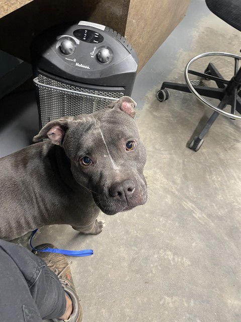 TWIN - American Staffordshire Terrier available for adoption