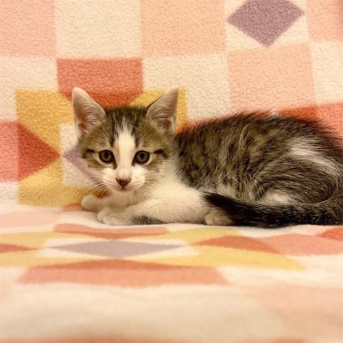 TUMBLE - Domestic Short Hair available for adoption