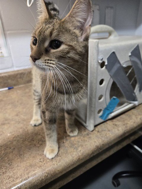 CLEO Image