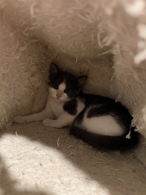 HABANERO-BARN - Domestic Short Hair for adoption in Tallahassee