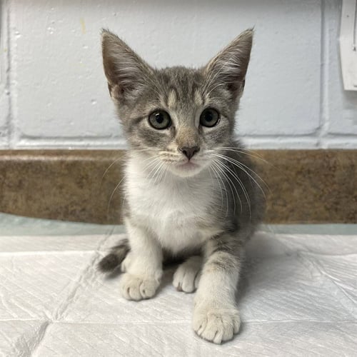 CHANTILLY - Domestic Short Hair available for adoption