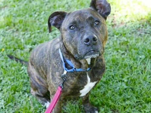 JAZZ - American Pit Bull Terrier available for adoption