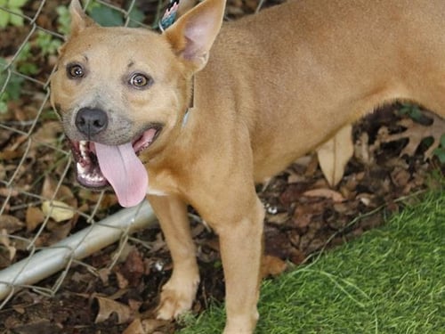 DEMI - American Staffordshire Terrier available for adoption