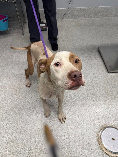 NEMO - American Staffordshire Terrier available for adoption