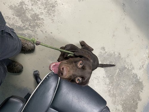 KRUEGER - Labrador Retriever available for adoption