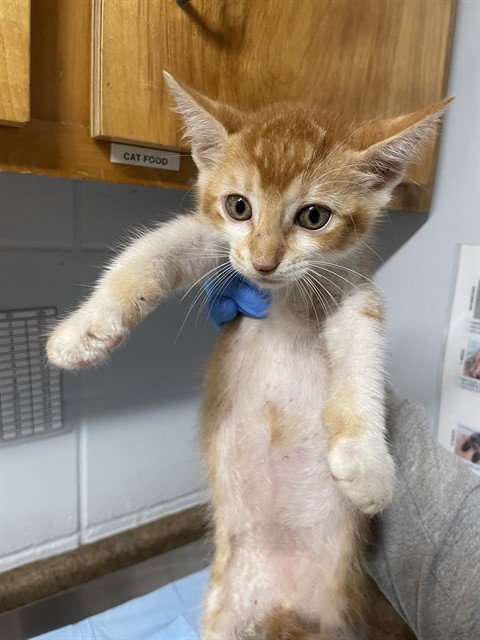 NACHO - Domestic Short Hair available for adoption
