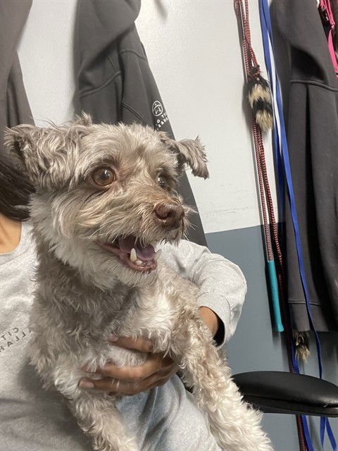 BEAU - Havanese available for adoption