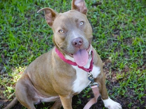 ALANA - Catahoula Leopard Dog / Boxer available for adoption