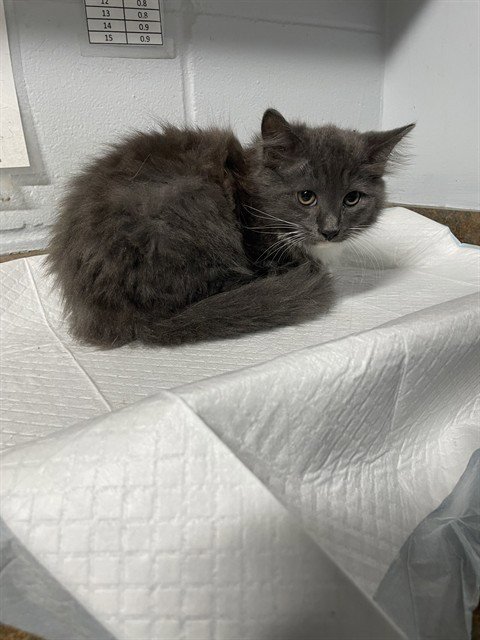 ASH - Domestic Medium Hair available for adoption