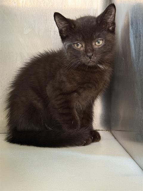 WILL - Domestic Short Hair available for adoption