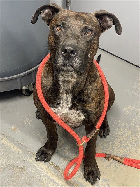 MYSTERY - American Staffordshire Terrier available for adoption