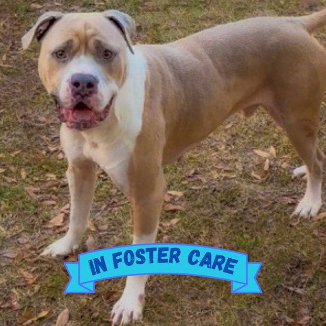 FRED - American Bulldog available for adoption