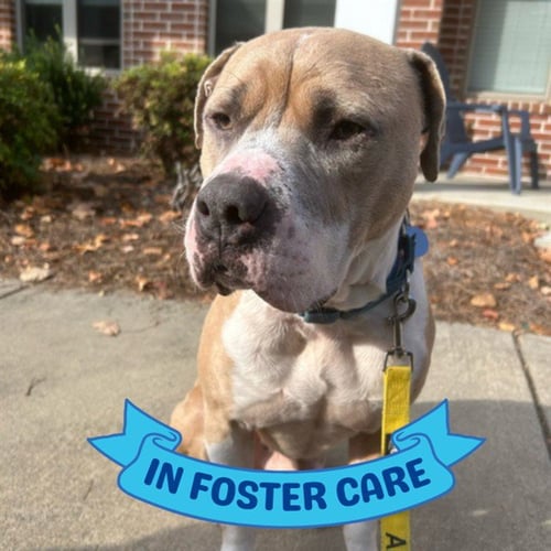 FRED - American Bulldog available for adoption