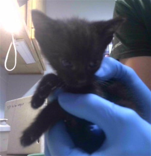 WOULDA - Domestic Short Hair available for adoption