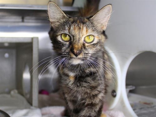 RIPLEY - Domestic Long Hair available for adoption