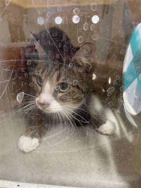 WALTER BISHOP - Domestic Short Hair available for adoption