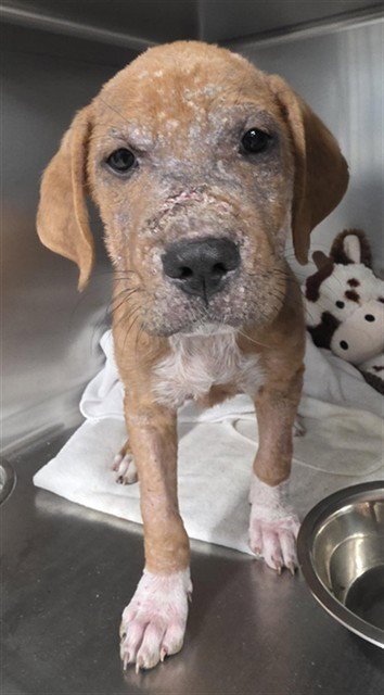 CURLY - Labrador Retriever available for adoption