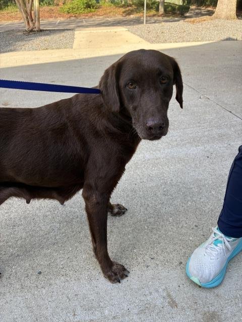 ELENWEN - Labrador Retriever available for adoption