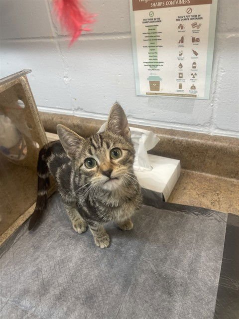 AMOR - Domestic Short Hair available for adoption