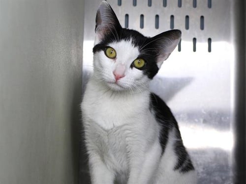 POBLANO-BARN - Domestic Short Hair available for adoption