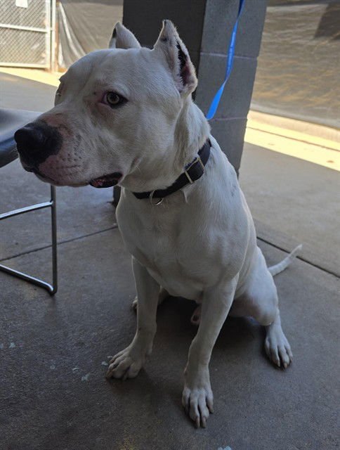 TANK - American Staffordshire Terrier available for adoption