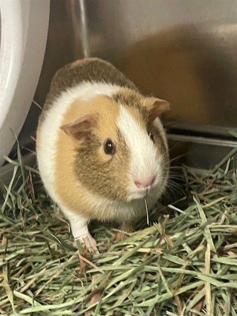 WINNIE - Guinea Pig available for adoption