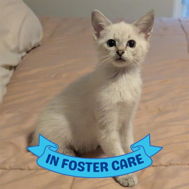 MARG - Siamese available for adoption