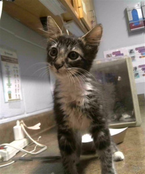 CALUSA - Domestic Medium Hair available for adoption