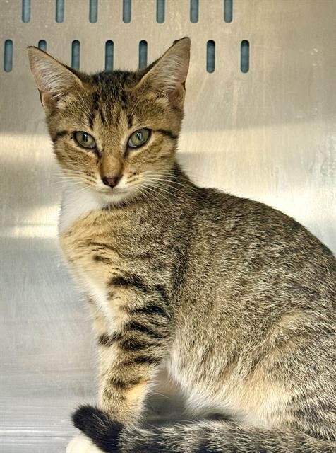 DARLA - Domestic Short Hair available for adoption