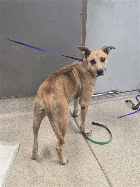 TRICY - German Shepherd Dog available for adoption