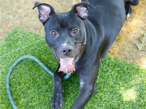 MIDNIGHT - Labrador Retriever available for adoption