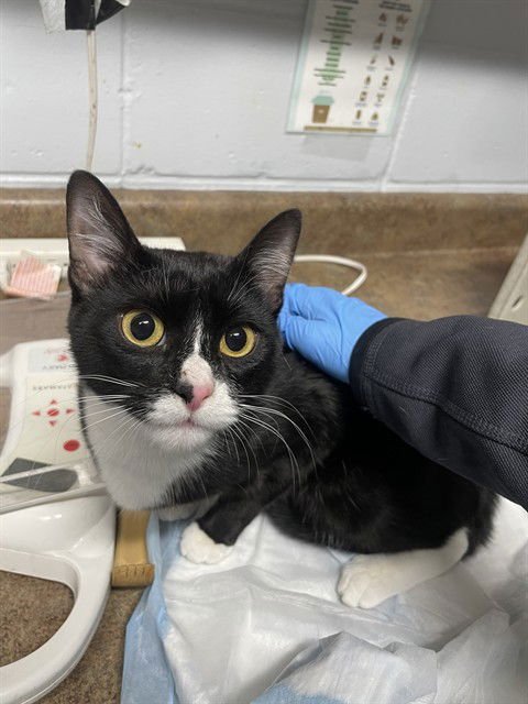 MISSY - Domestic Short Hair available for adoption