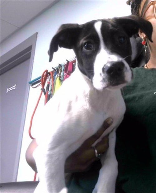 LELO - American Bulldog available for adoption