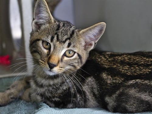 OAK - Domestic Short Hair available for adoption