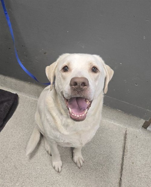 SCOUT - Labrador Retriever available for adoption
