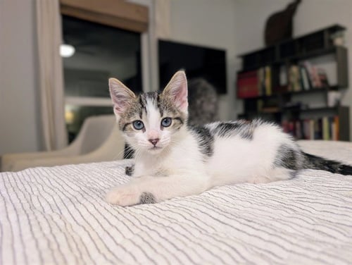 DOBBY - Domestic Short Hair available for adoption