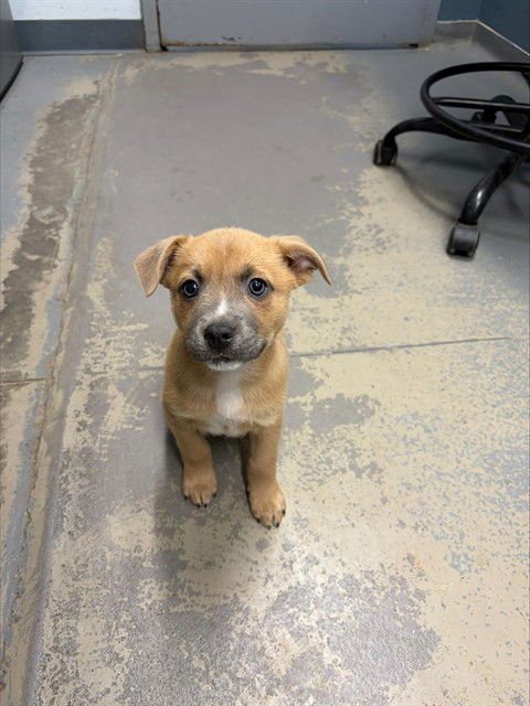 DUSTIN - Boxer / Feist available for adoption