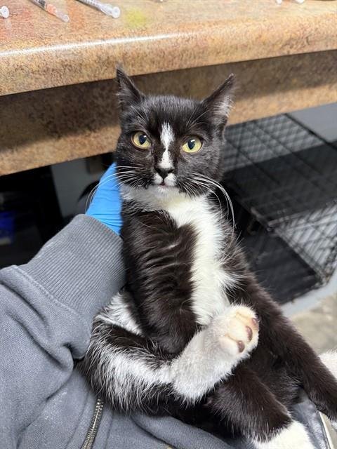 KIT - Domestic Short Hair available for adoption